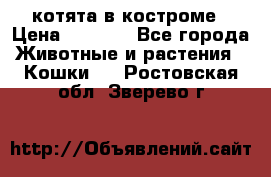 котята в костроме › Цена ­ 2 000 - Все города Животные и растения » Кошки   . Ростовская обл.,Зверево г.